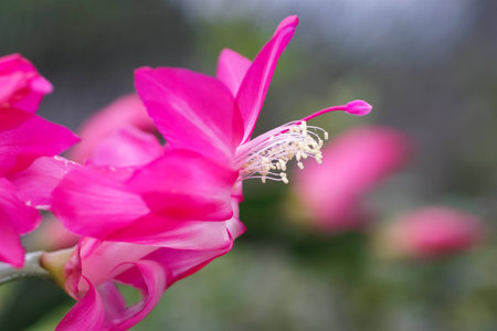 Christmas cactus flowers and green blurry backgroundの写真素材