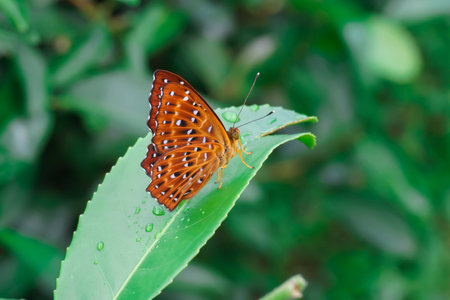 Yellow butterfly on tea leafの写真素材