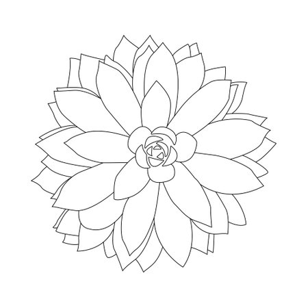Succulent outline doodle. Graphics sketch home desert flower. Vector illustration, white background.のイラスト素材