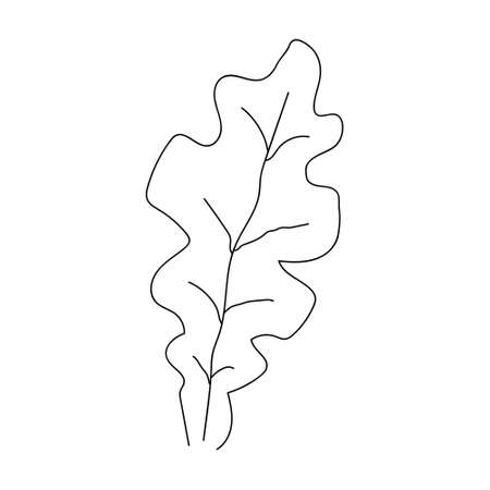 Oak leaf linear icon. Thin line illustration. Contour Vector outline drawing.のイラスト素材