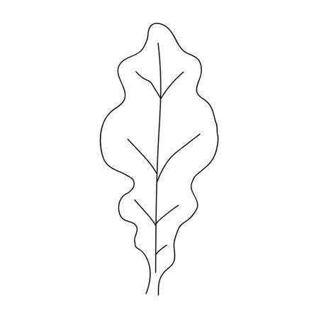 Oak leaf linear icon. Thin line illustration. Contour Vector outline drawing.のイラスト素材
