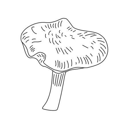 Mushroom Line Art  illustrations. Hand drawn fungi. vector.のイラスト素材