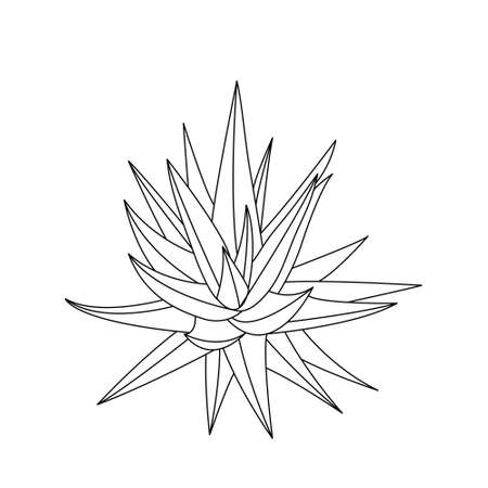Vector hand drawn botanical Aloe Vera. Vector. Isolated background.のイラスト素材