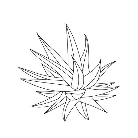 Vector hand drawn botanical Aloe Vera. Vector. Isolated background.のイラスト素材