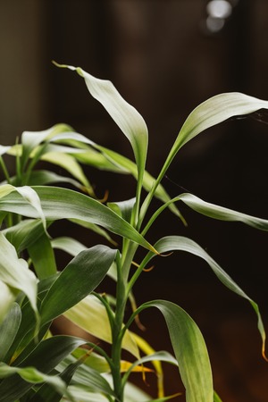 bamboo plant leaves close-up on a dark background.の写真素材
