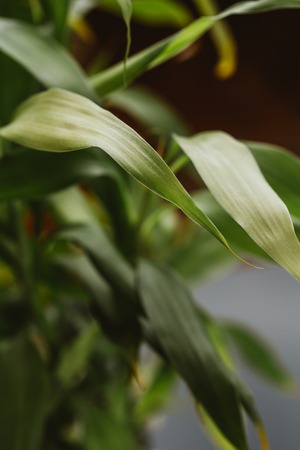 bamboo plant leaves close-up on a dark background.の写真素材
