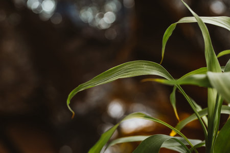 bamboo plant leaves close-up on a dark background.