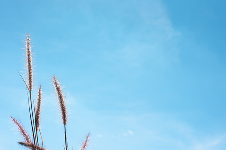 flowers with blue skyの写真素材