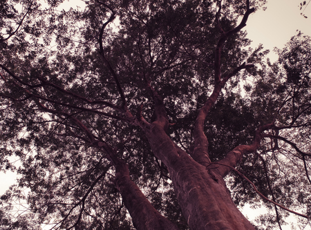 Look upの写真素材