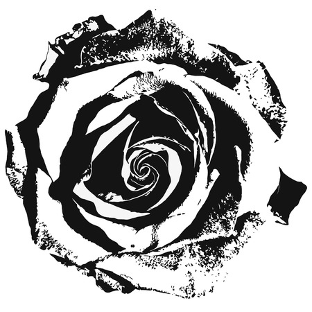 Stylized rose siluette black and whiteのイラスト素材
