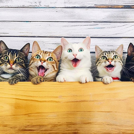 Group of four cats in front of a wooden wall with copy spaceの素材