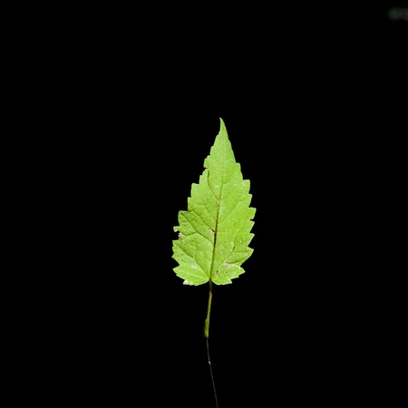 one leaf on black backgroundの写真素材