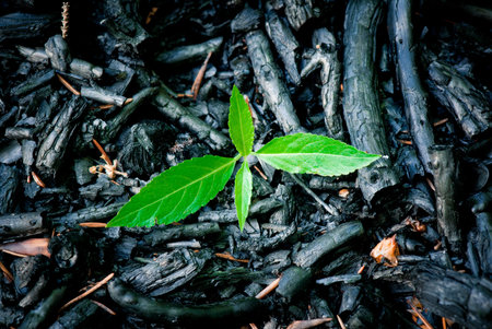 Ashes after a small forest fire burnt out