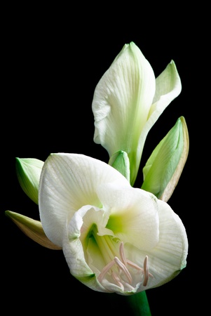 white amaryllis flower on black  backgroundの写真素材