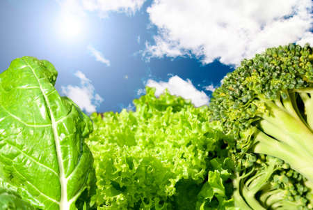 vegetables on sky background and sunの写真素材