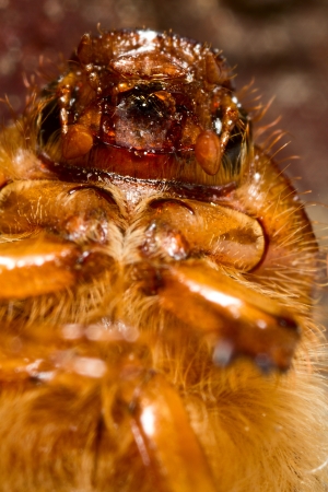 monsterの写真素材