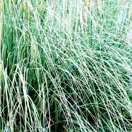 Abstract Background of green grassの写真素材