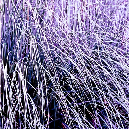 Abstract Background of purple grassの写真素材