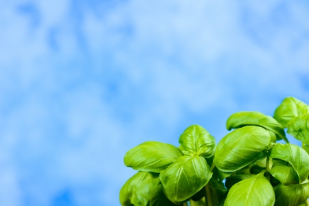 basil leavesの写真素材