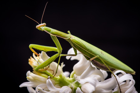green praying mantis on flower - Mantis religiosaの写真素材
