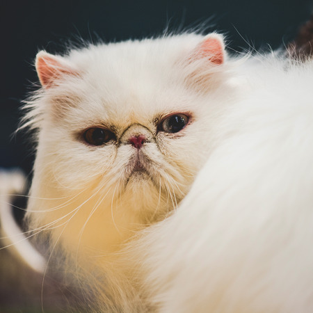 white persian cat snoutの写真素材