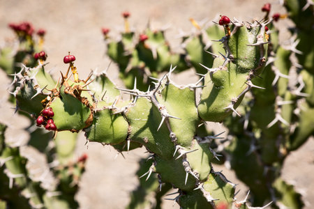 euphorbia plant caerulescens