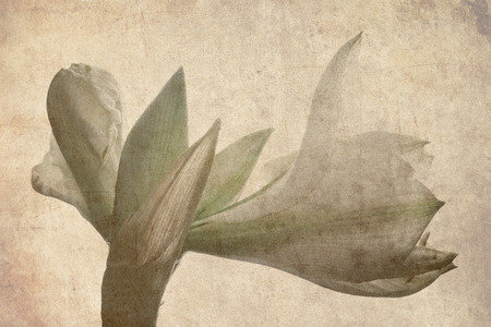 amaryllis white flower grunge backgroundの写真素材