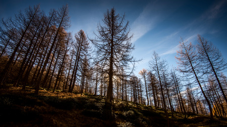 autumn larch forest Ossola Valley Italyの写真素材