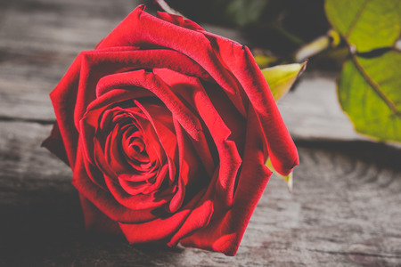 red rose from the darkの写真素材