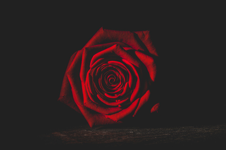 red rose from the darkの写真素材