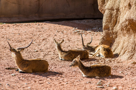 cobo lichi resting - red Lechwe - kobus lecheの写真素材
