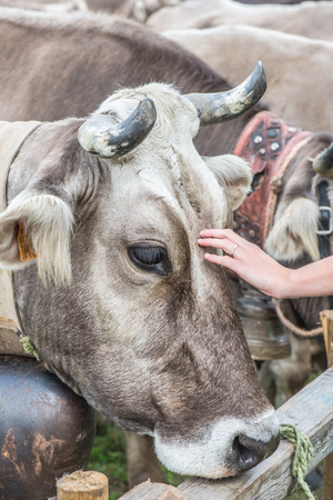 cattle exhibition - italian brown cows breed contestの写真素材