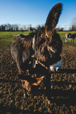 donkey mother and her little puppyの写真素材