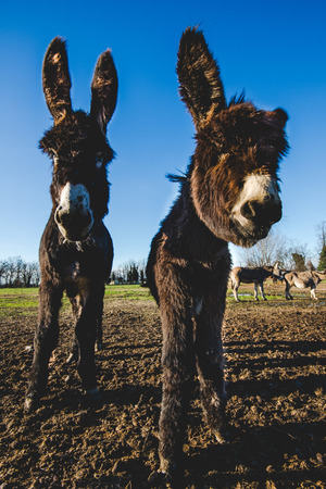 donkey mother and her little puppyの写真素材