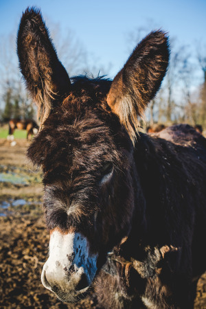 donkey mother and her little puppyの写真素材