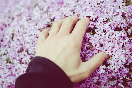 man caresses little flowers with his hand - outdoor activity and spring seasonの写真素材