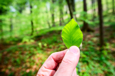 man holding a leaf in his hand - outdoor activity and spring season