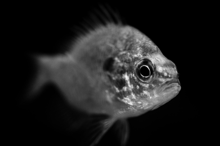 fish - black and white animals portraitsの写真素材