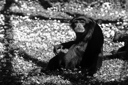 chimpanzees ape - black and white animals portraitsの写真素材