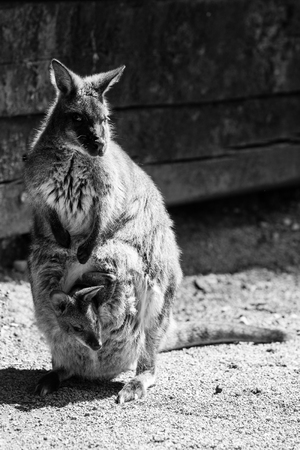 kangaroo - black and white animals portraitsの写真素材