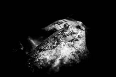 Mudskipper - perihofthalmus schlosseri - black and white animals portraitsの素材 [FY31080420025]