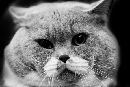 Cute cat - black and white animals portraitsの写真素材