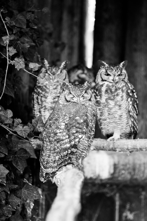african owl - black and white animals portraitsの写真素材