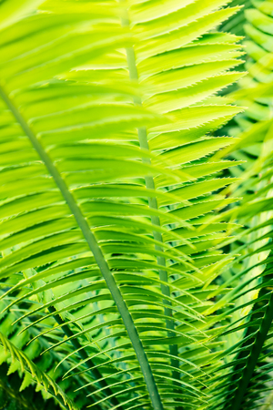 tropical palm leaves close up - botanical backgroundsの写真素材