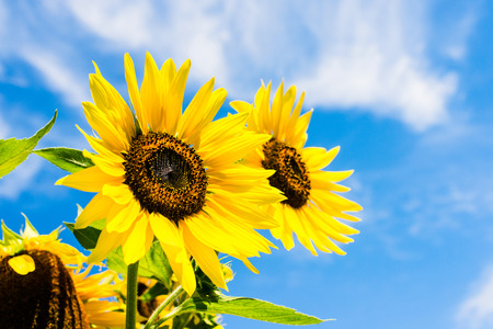 sunflower over blue sky - sunny day summertime good weather conceptの写真素材