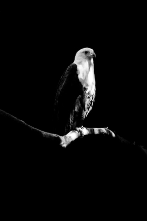 eagle isolated on black backgroundの写真素材