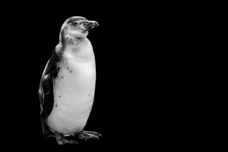 penguin isolated on black backgroundの写真素材