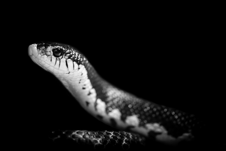 snake isolated on black backgroundの写真素材