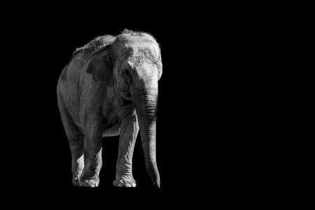 elephant  isolated on black backgroundの写真素材