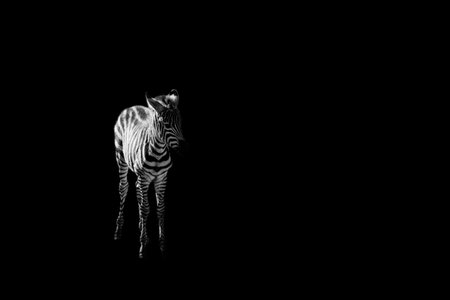 zebra puppy  isolated on black backgroundの写真素材